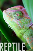 Reptile