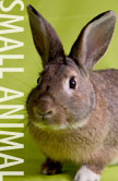 Small Animal